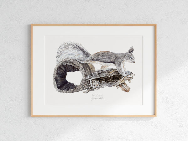 Abert's Squirrel Print