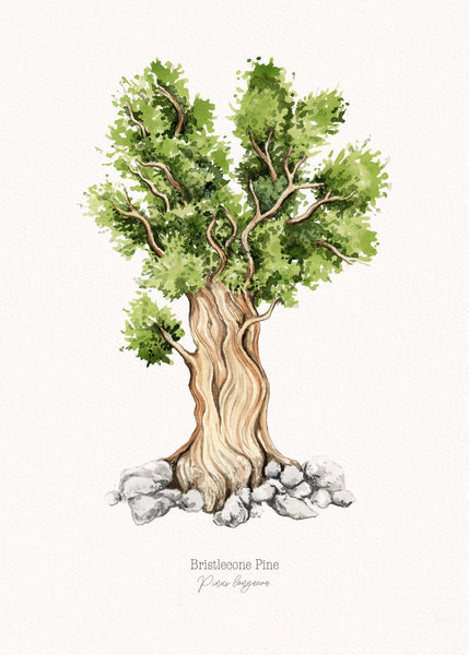 Bristlecone Pine Print
