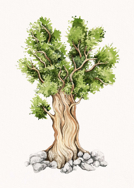 Bristlecone Pine Print