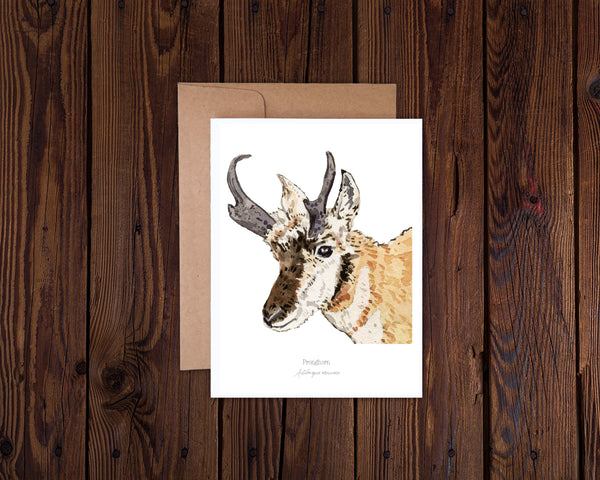 Greeting card with pronghorn illustration