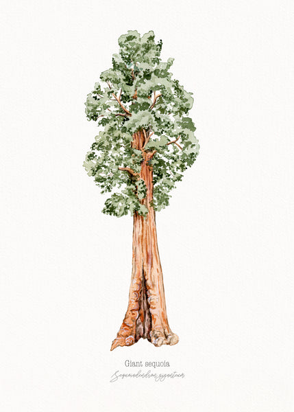 Giant Sequoia Print