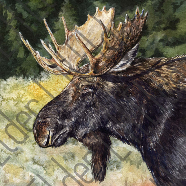 Moose Print
