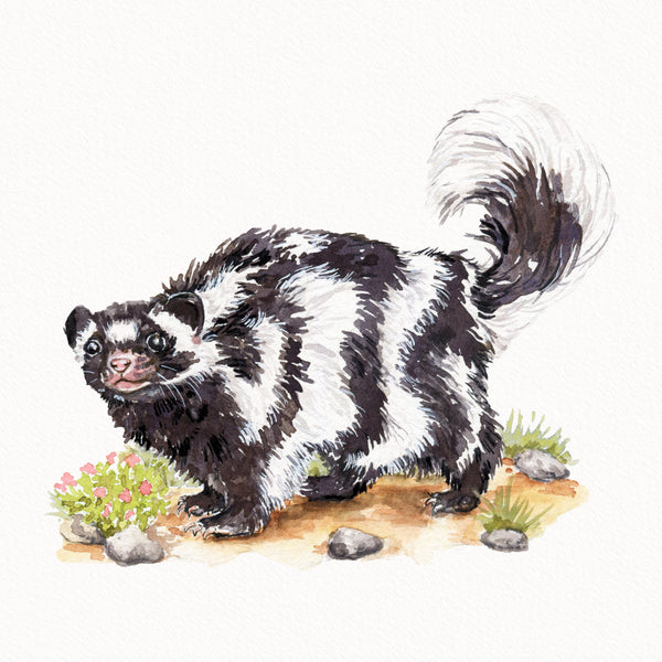 Spotted Skunk Print