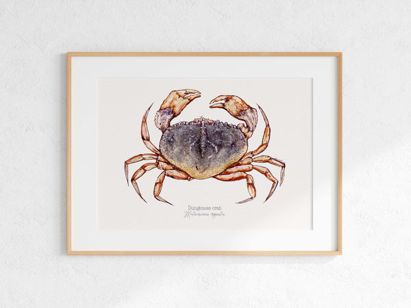 Dungeness Crab Print