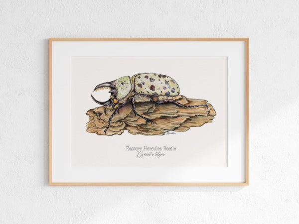 Eastern Hercules Beetle Print