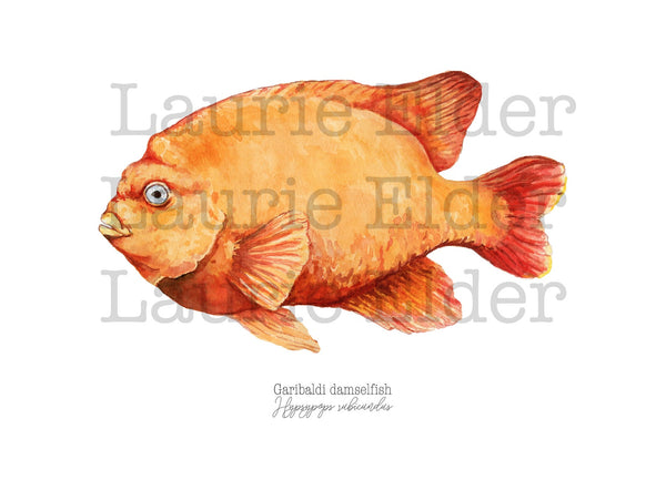 Garibaldi Damselfish Print