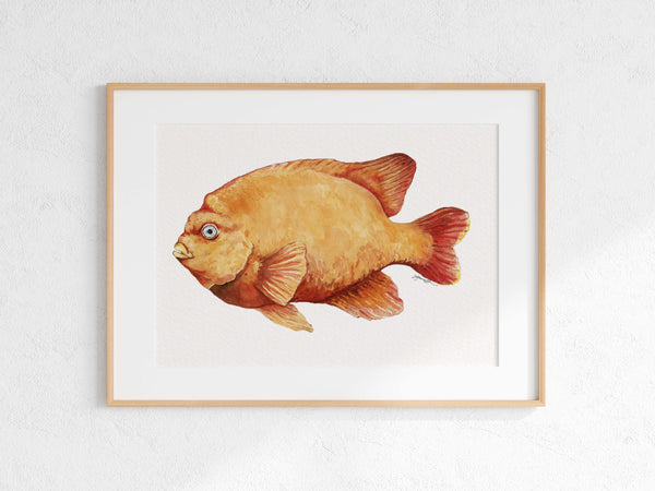 Garibaldi Damselfish Print
