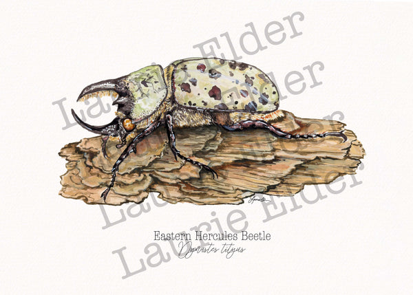 Eastern Hercules Beetle Print