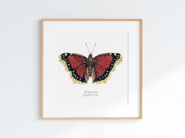 Mourning Cloak Print