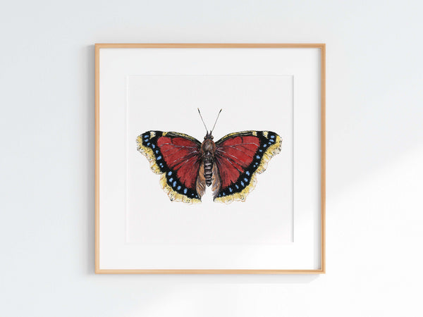 Mourning Cloak Print
